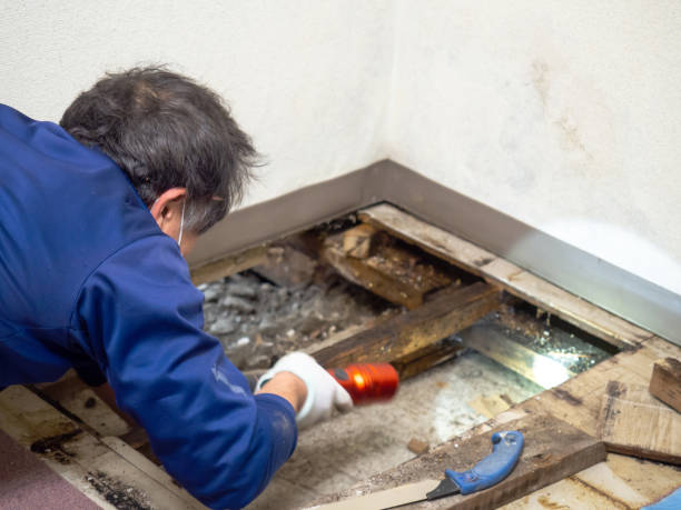 Best Mold Remediation Services  in Beresford, SD