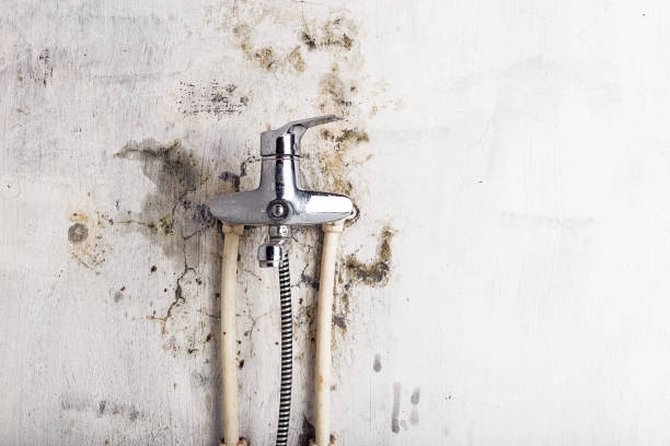 Best Certified Mold Removal  in Beresford, SD