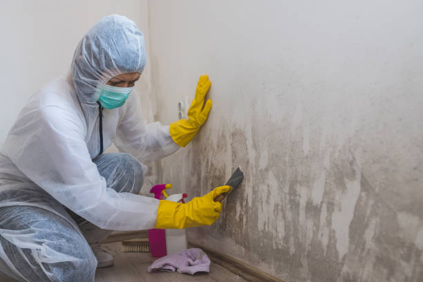 Professional Mold Removal in Beresford, SD