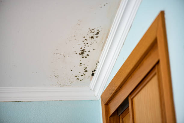 Best Mold Remediation Experts  in Beresford, SD