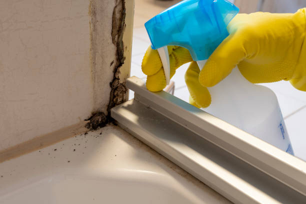 Best Fast Mold Removal  in Beresford, SD