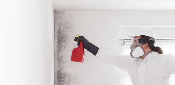 Best Commercial Mold Removal  in Beresford, SD